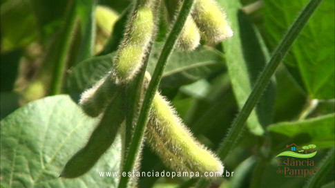 Marcello Caminha - Céu, Sol, Sul, Terra e Cor VDownloader.00_01_31_07.Quadro009_09dab6ba737b0b15f37e8a503883312312e7875b.jpg